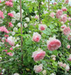 rose rampicanti