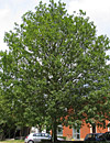 quercus robur ovata