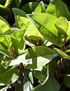 magnolia bionda