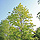 Quercus Tilia Acer