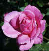 rose classiche