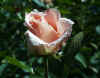 rose classiche